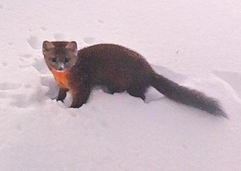 A Pacific Marten, with brown body and orangish chest, stands in the snow