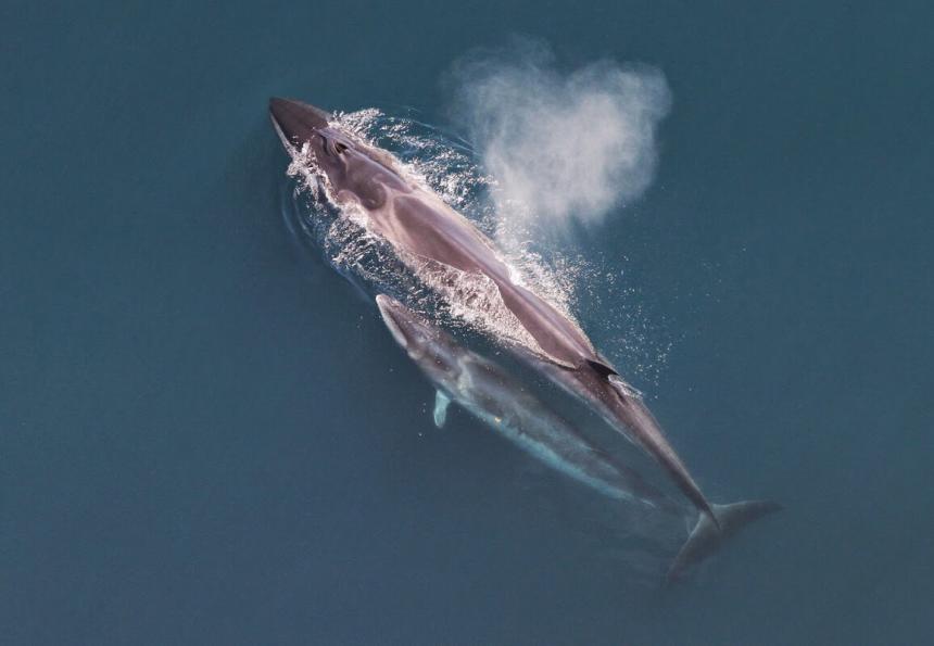 Aerial view of sei whale mother and calf swimming near the ocean's surface