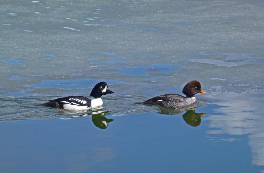 Close up of Barrow's goldeneye pair on the water