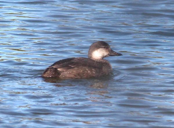 A female Black Scoter swimming on a body of water