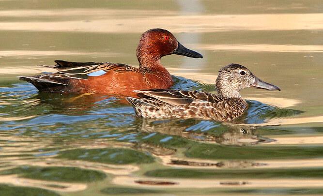 Close up of a male and female cinnamon teal in breeding plumage, swimming on a body of water