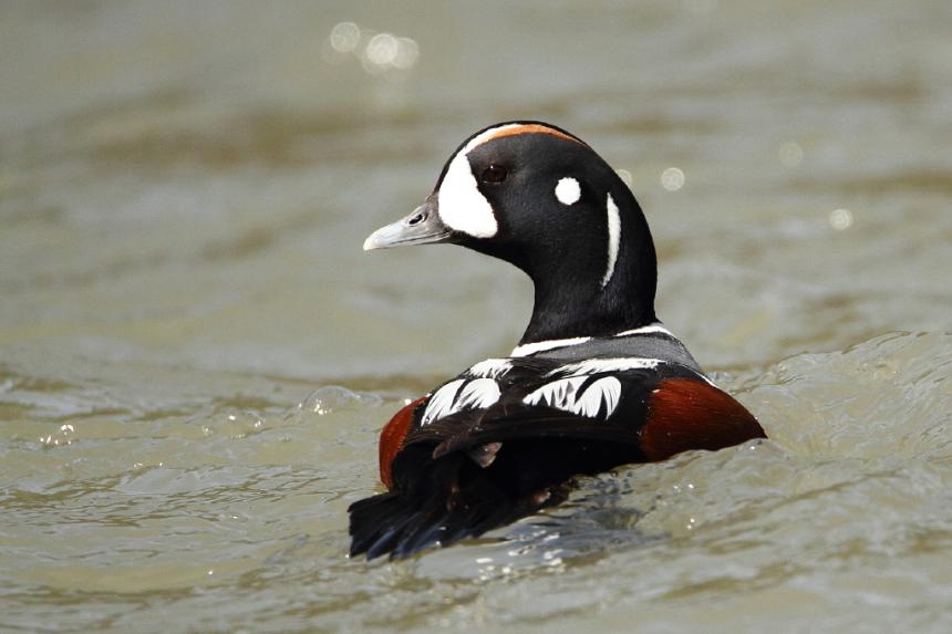 Close up of a male harlequin duck on the water