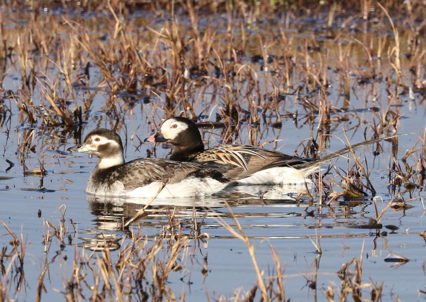 A female and male long-tailed duck swimming in a body of water surrounded by short, brown vegetation
