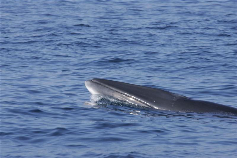 Profile of a minke whale's head showing just above the surface of the ocean as the animal swims through the water