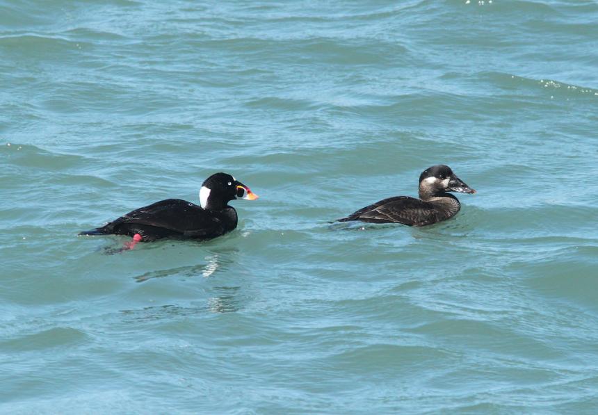 A male and female surf scoter in breeding plumage, swimming on a body of water
