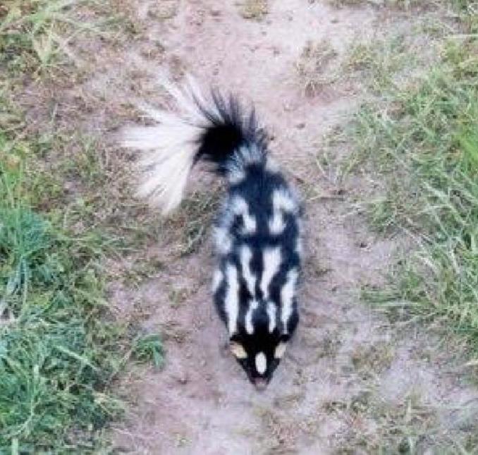An overhead view of a western spotted skunk walking on a dirt path