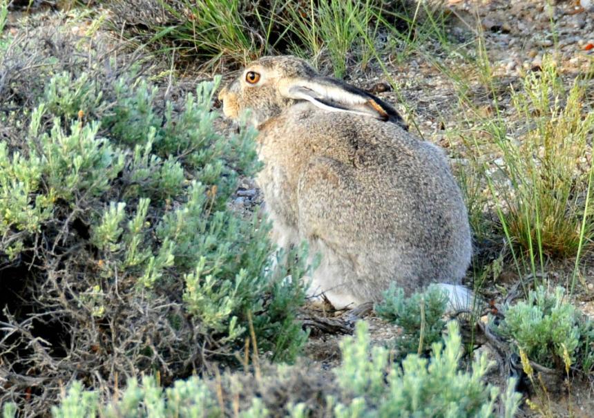 Close up of a white-tailed jackrabbit surrounded by brush