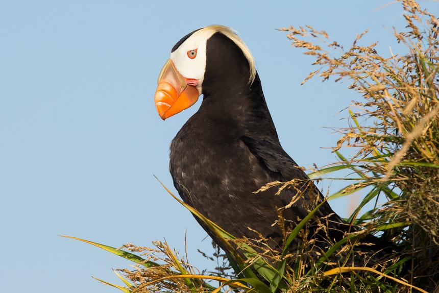 A close up of a tufted puffin nesting on a rocky ledge with some grassy vegetation