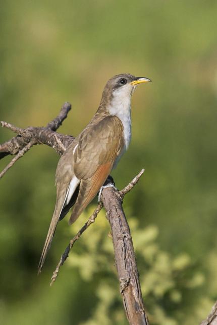 A yellow-billed cuckoo perched on a branch