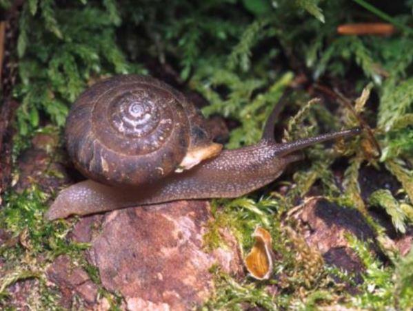 Close up of a Dalles Hesperian snail on grassy ground.