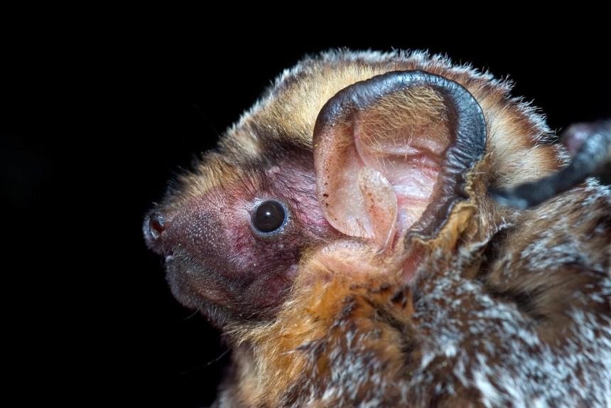 Close up of the profile of a hoary bat.
