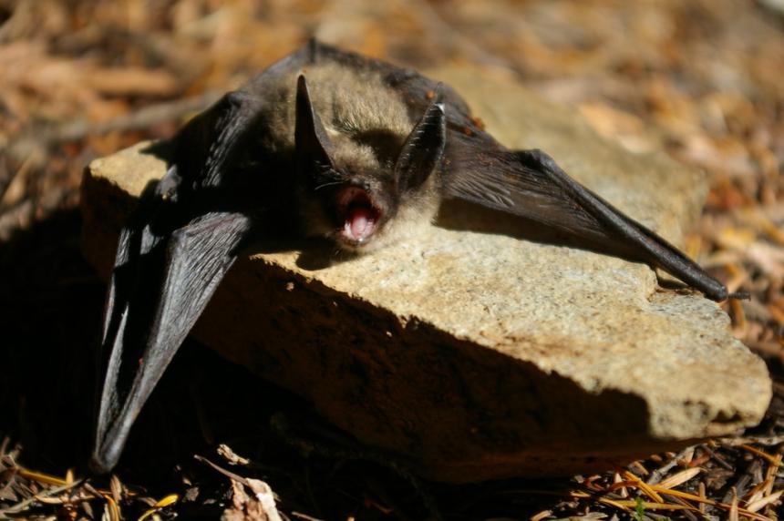 A Keen's myotis is sitting on a rock on the ground, with its wings spread out over the rock.