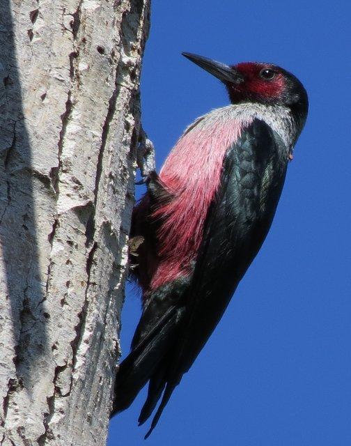 A closeup of an adult Lewis' weodpecker on a snag