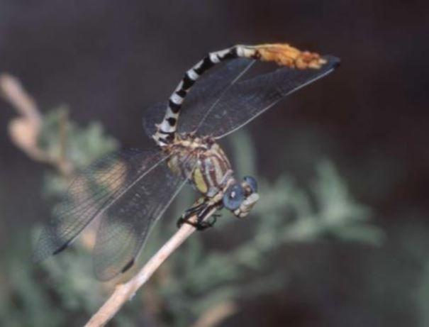 Close up of a white-belted ringtail dragonfly with its banded tail arched over its head