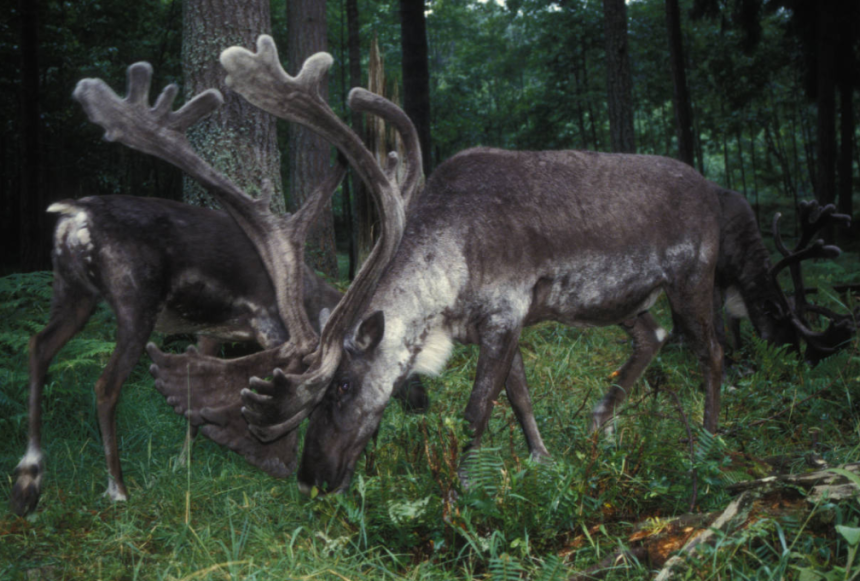 Several woodland caribou grazing in a forest in Canada