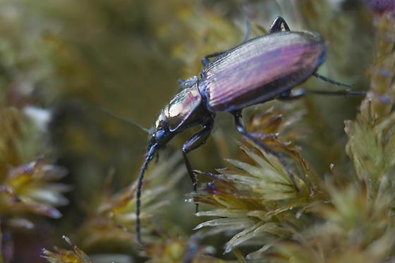 Close up of a Beller's Ground Beetle on mossy ground.