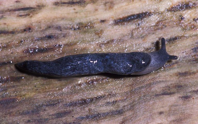 CLose up of a Blue-gray Taildropper slug on a wood surface.
