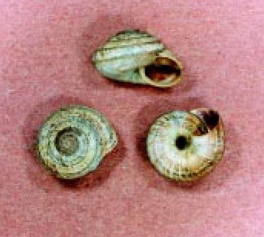 Close up of the shells of three Chelan mountainsnails.
