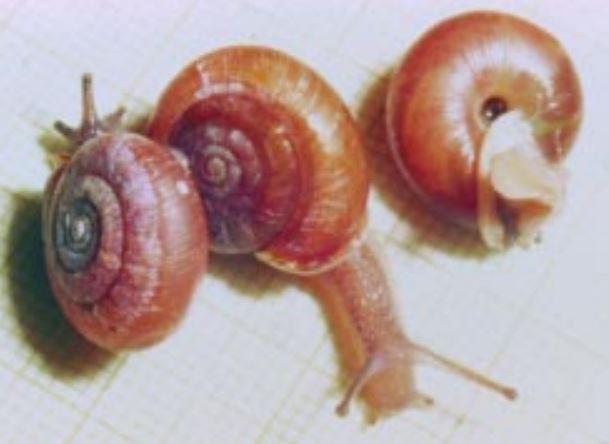 Close up of three Columbia Oregonian snails on a white sheet of graph paper