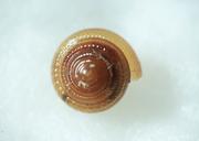 Close up of a sideview of a yellowish-brown Crowned tightcoil snail shell.