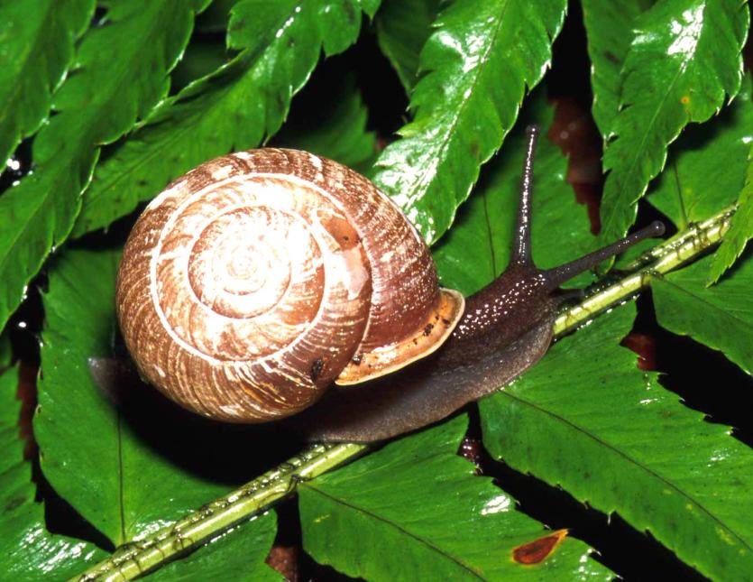 Close up of an adult Puget Oregonian snail on a green plant.