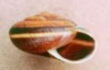 Bottom view of the brownish, white striped shell of a Dalles Sideband snail. 