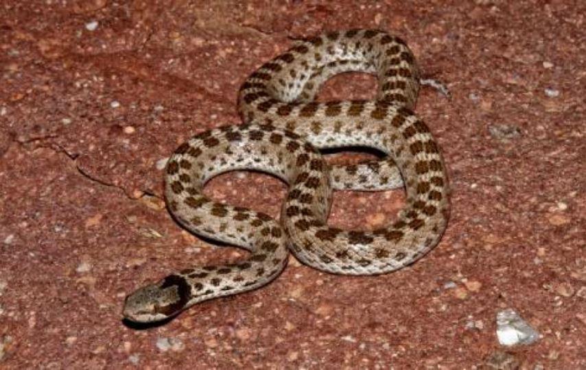 Close up of a desert nightsnake on the ground.