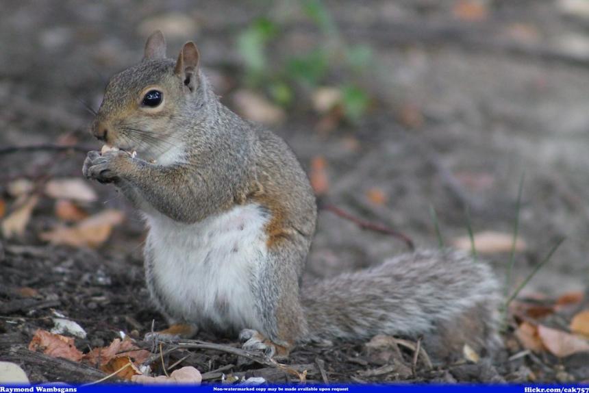 Close up of an eastern gray squirrel feeding while standing on natural ground.