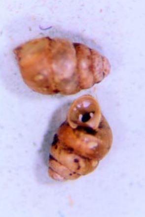 Close up of two Hoko Vertigo snails--brown shells placed on a blue-purple background.