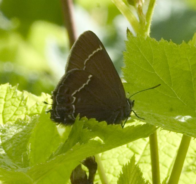 Close up of an adult Johnson's hairstreak butterfly on a plant.