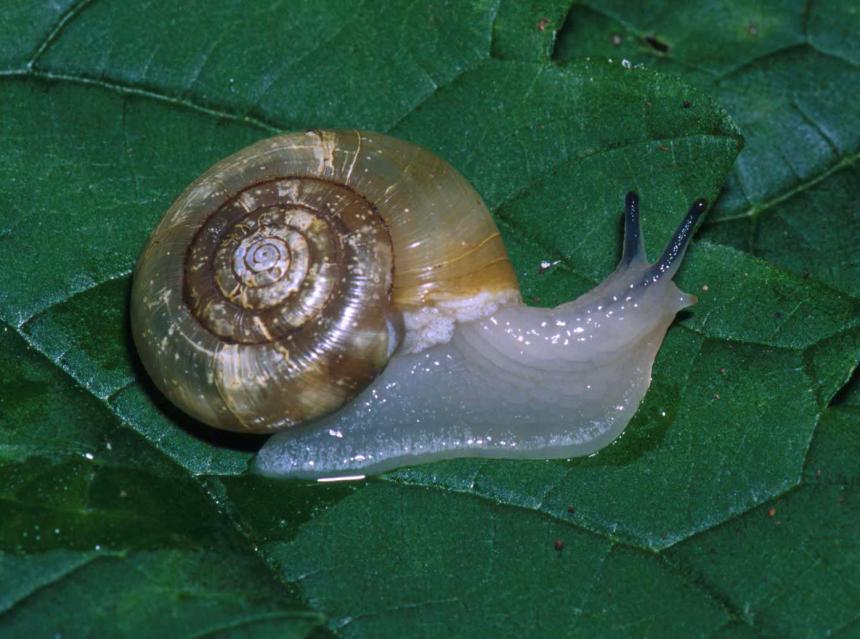 Closeup of an adult Oregon Megomphix snail on a large green leaf.
