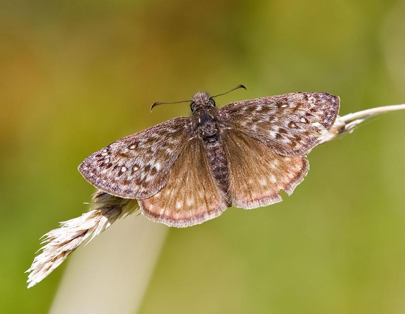 Close up of a Propertius Duskywing butterfly open winged and perched on a dried grain stalk.