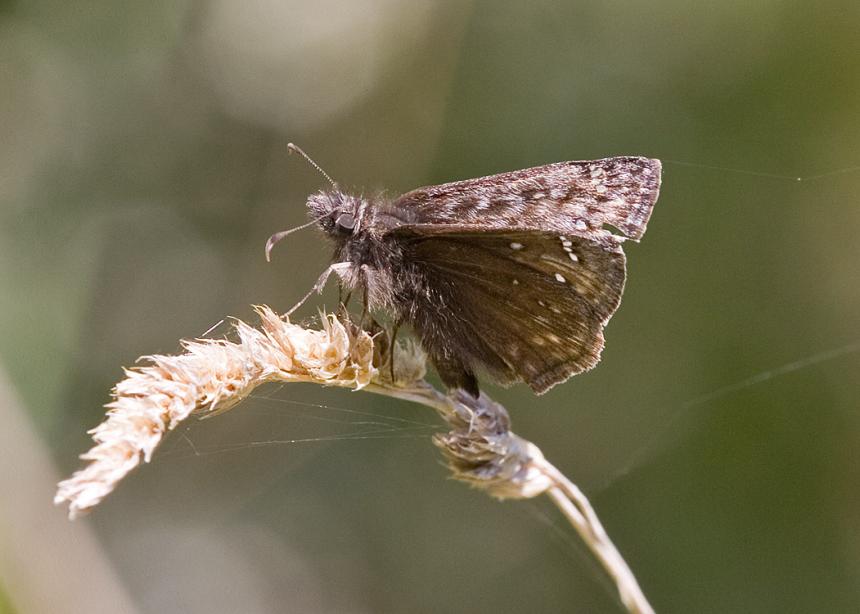 Close up of a side view of a Propertius Duskywing butterfly perched on a dried grain stalk.