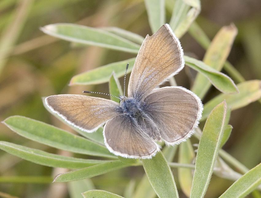 Close up of a Puget Blue butterfly open winged and on a lupine plant.