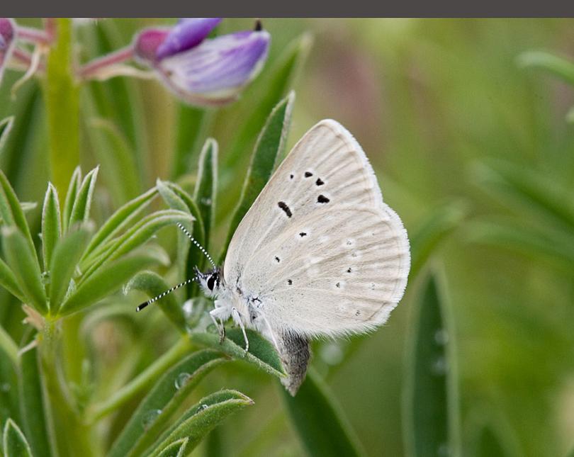 Close up of a Puget Blue butterfly close-winged and on a lupine plant.