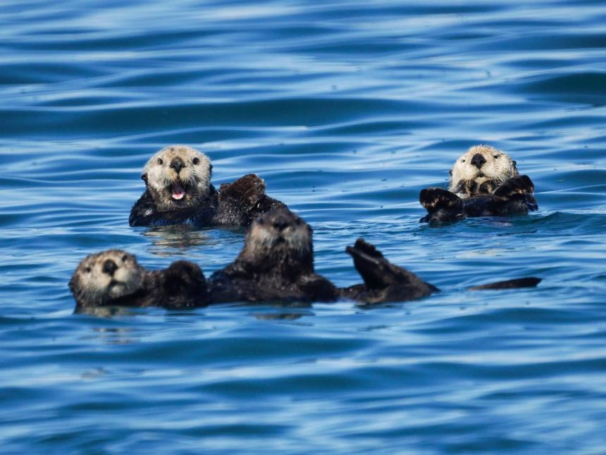 A small group of sea otters floating on their backs in the ocean.