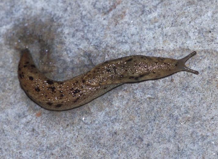 Close up of a Spotted Taildropper slug on a light gray rock surface.