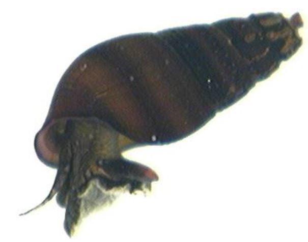 Close up of a Juga snail species with a dark-brown, cone-shaped shell.