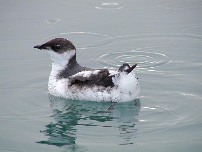 Close up of a marbled murrelet seabird juvenile on the water.