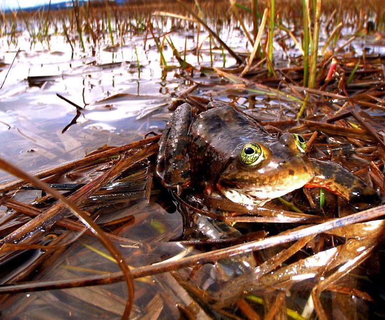 An adult Oregon spotted frog in a marsh