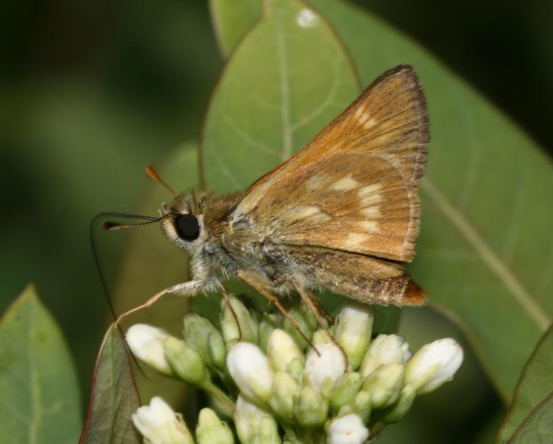 A close up of a Sonora skipper butterfly species perched on a white flowering plant.