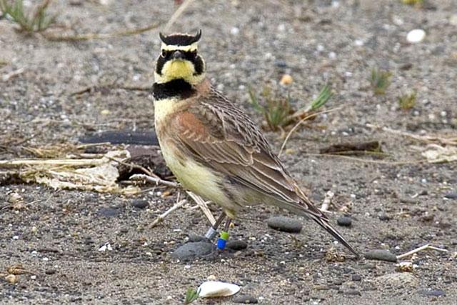 Close up of a streaked horned lark marked with leg bands.