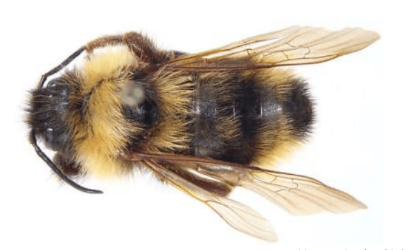Close up of a Suckley cuckoo bumble bee specimen.