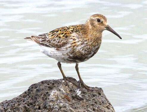 Close up of a Rock Sandpiper in breeding plumage and standing on a rock surrounded by ocean