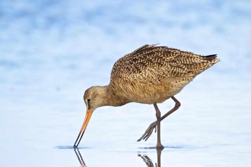 View of a Marbled Godwit in breeding plumage searching for food with its beak in a flooded mudflat