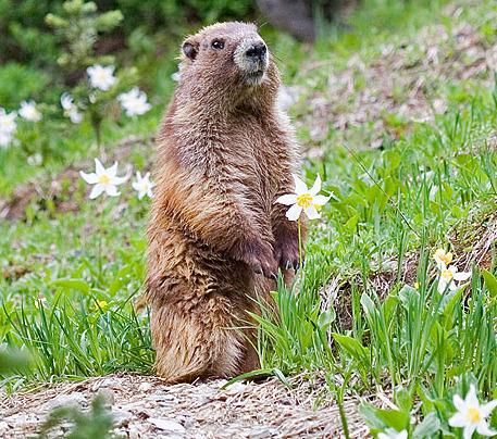 Closeup of an Olympic marmot standing upright on a rock in a green meadow
