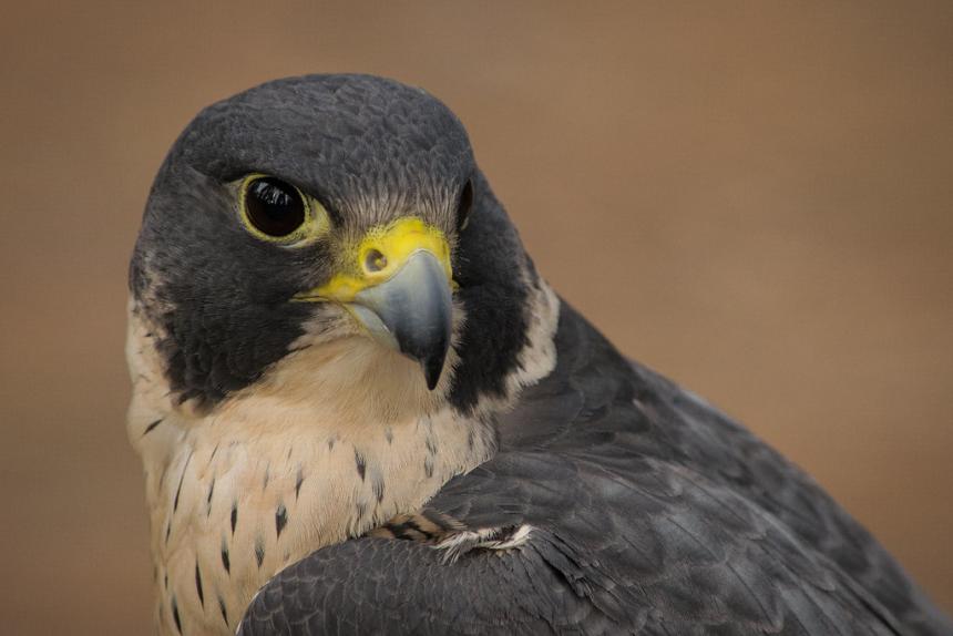 Close up of the head of an adult peregrine falcon