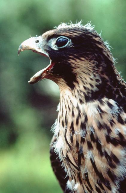 Close up of the profile of a juvenile peregrine falcon