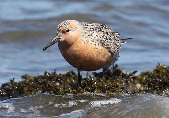 Close up of a Red Knot in breeding plumage, standing on seaweed on shoreline with ocean in background