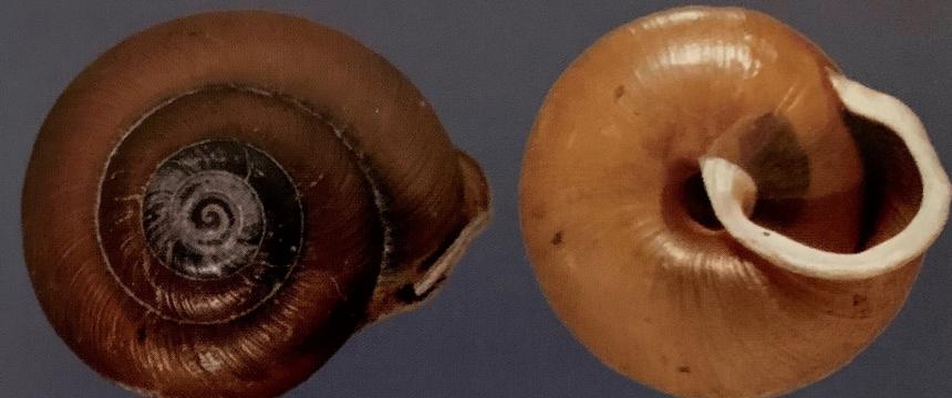 Close up of two different views of dry land forestsnail shells, left one is dark brown, right one is light brown.
